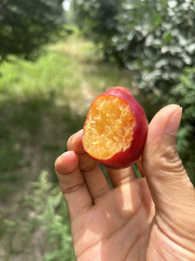 法兰西梅基地直销量大质优价格优惠一手货源