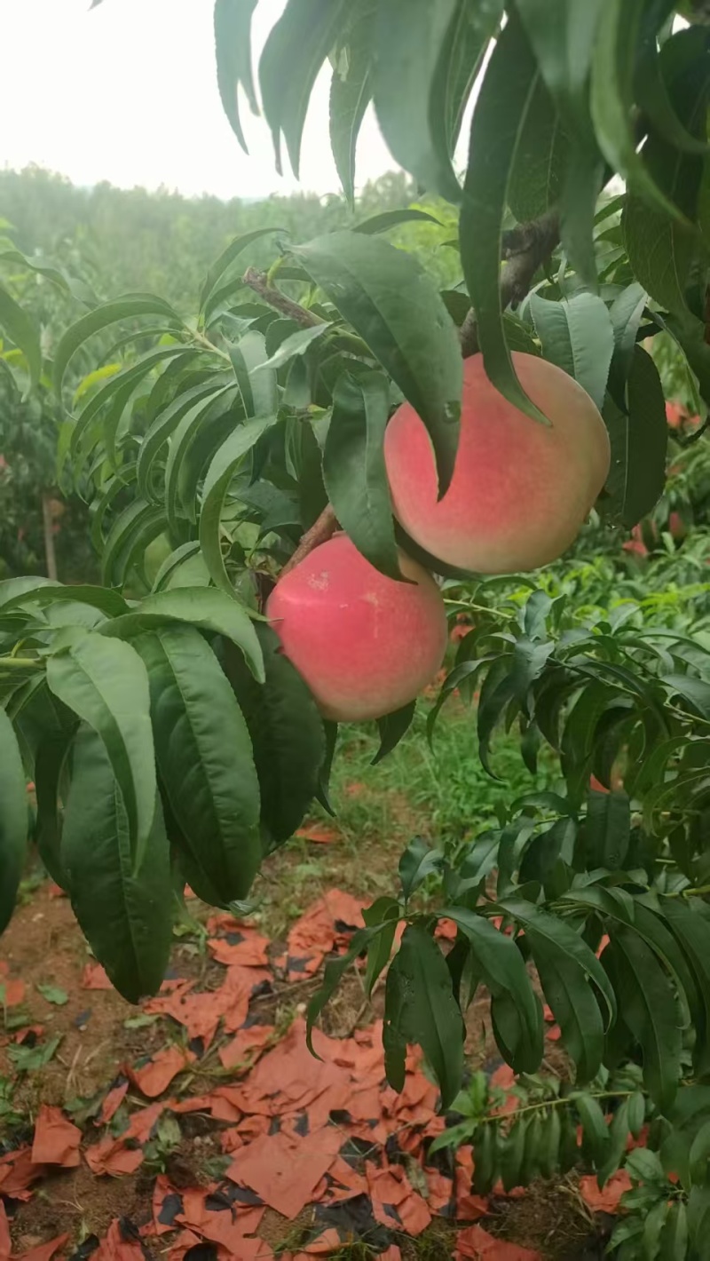 山东金秋红蜜毛桃，量大从优价格美丽质量好走货快欢迎询价