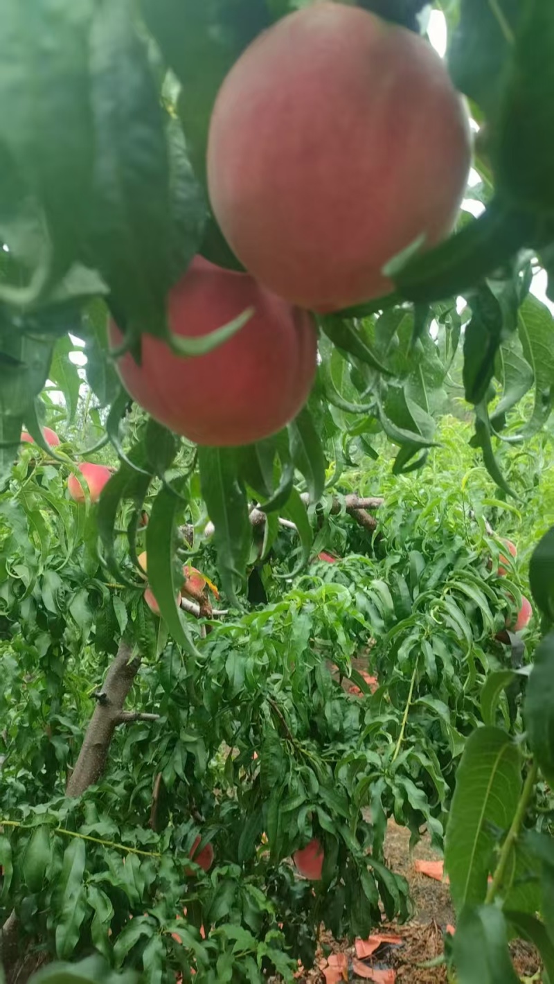 山东金秋红蜜毛桃，量大从优价格美丽质量好走货快欢迎询价