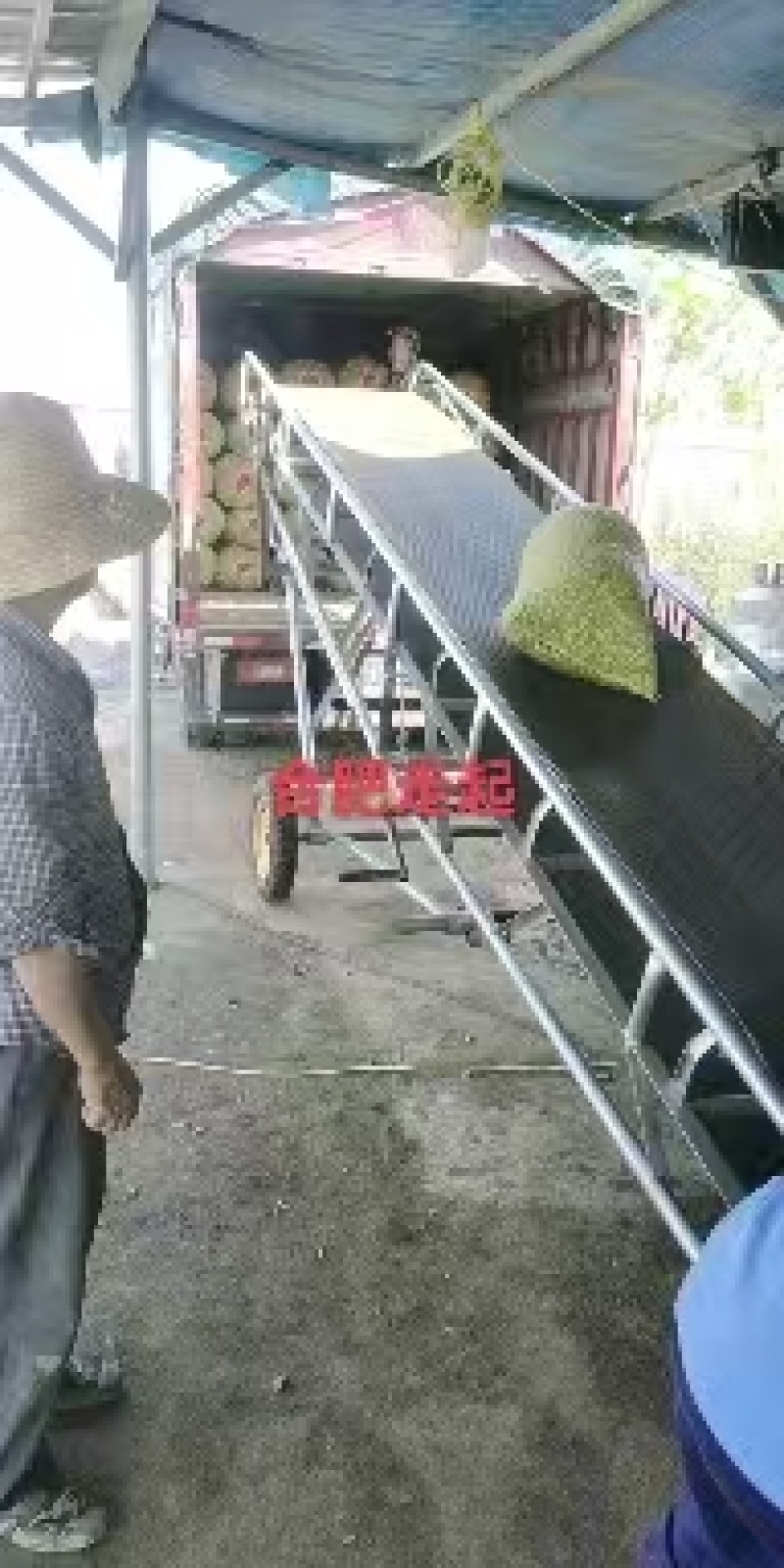 【精品】白沙花生，大白沙小白沙系列，新鲜现摘对接全国！