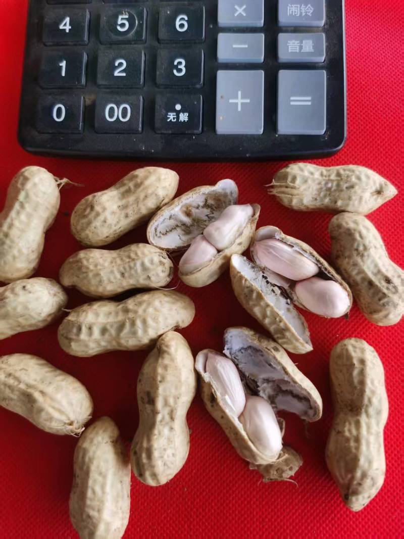 【精品】白沙花生，大白沙小白沙系列，新鲜现摘对接全国！