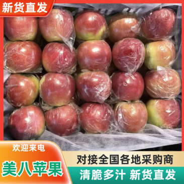 河北唐山美八苹果大量上市有需要的老板欢迎咨询联系