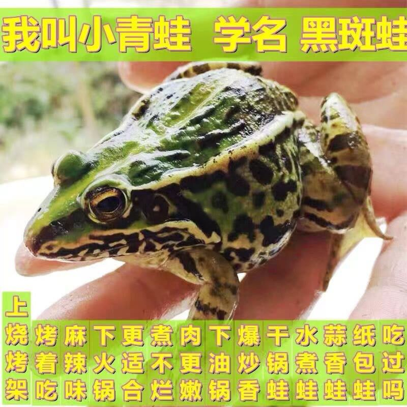 稻田青蛙一手货源全国发货可视频看货现抓现发