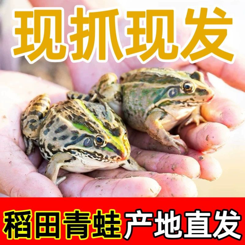 稻田青蛙一手货源全国发货可视频看货现抓现发