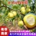安徽砀山梨精品酥梨基地一手货源对接电商市场商超