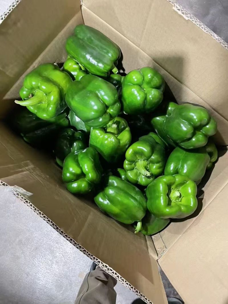 优选辣椒精品鲜辣椒可视频看货对接全国市场