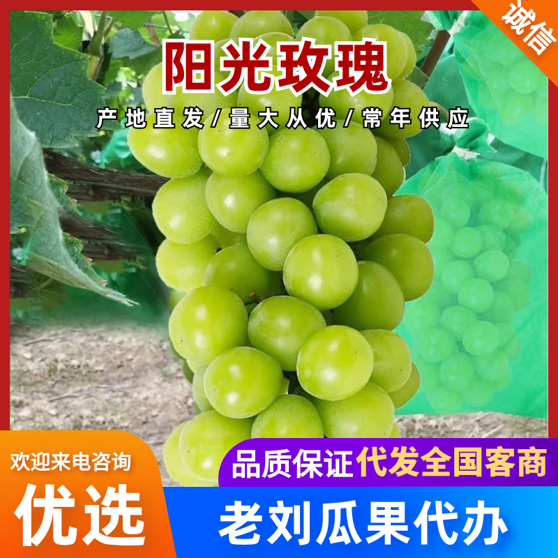 阳光玫瑰大量上市中货源充足量大价优欢迎咨询下单