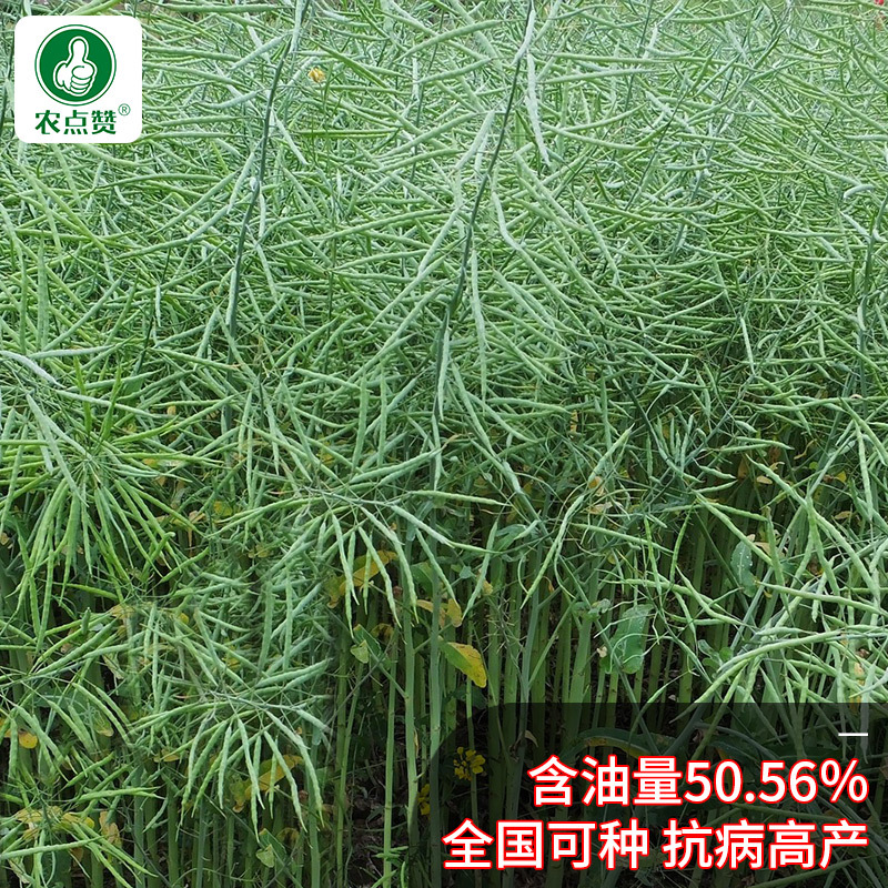 油菜籽-甘蓝型杂交品种耐寒抗倒