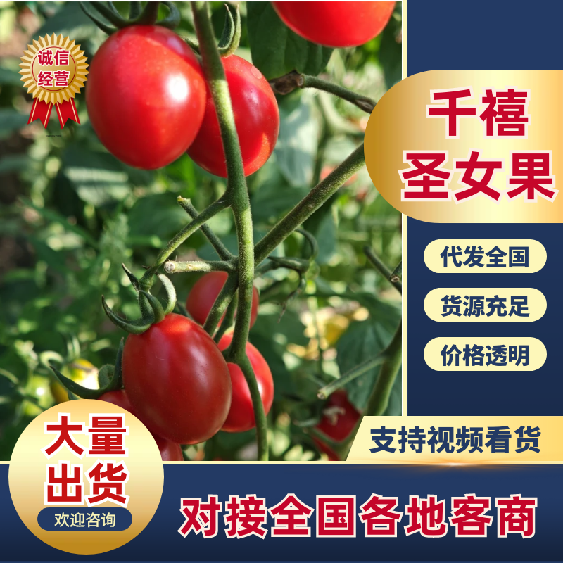 千禧圣女果西红柿内蒙古产地直销量大从优可对接市场商超