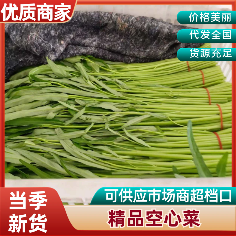 精品空心菜产地供应量大从优诚信经营欢迎咨询