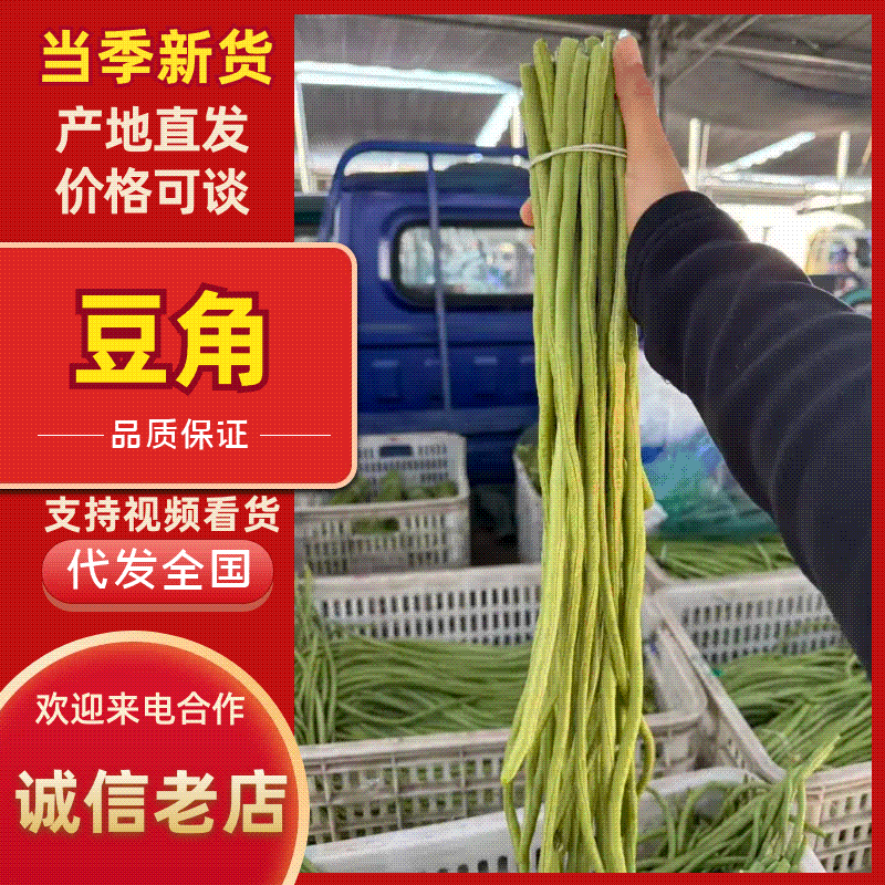 山东青条豆角，产地直发，物美价廉，产地直发