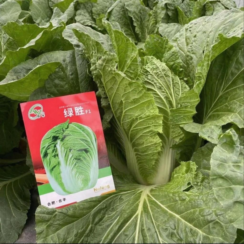 绿胜-大白菜种子秋季大棵冬储型品种抗病高产适应性强中熟