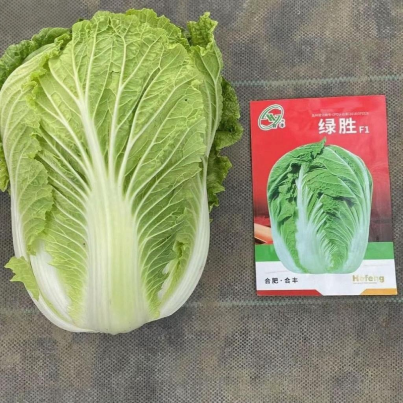 绿胜-大白菜种子秋季大棵冬储型品种抗病高产适应性强中熟