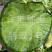 翡翠1号萝卜种子青皮青肉甜脆秋季种植大棚露地均可品质高产