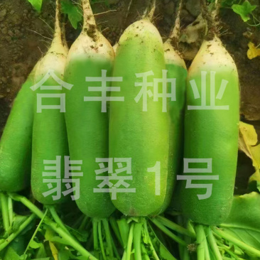 翡翠1号萝卜种子青皮青肉甜脆秋季种植大棚露地均可品质高产