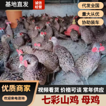 我想出售七彩山鸡，珍珠鸡！杂粮喂养品质保证一手货源