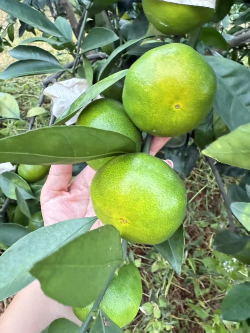 正宗赣南寻乌蜜橘/寻乌蜜橘/糖度高/皮薄多汁/一件代发/便宜