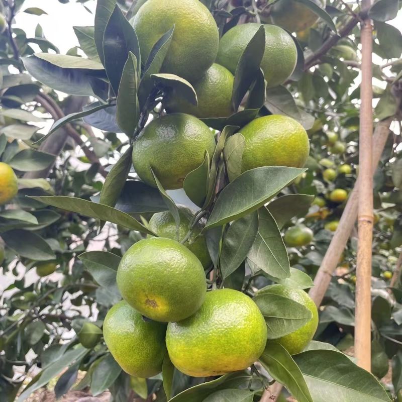 正宗赣南寻乌蜜橘/寻乌蜜橘/糖度高/皮薄多汁/一件代发/便宜