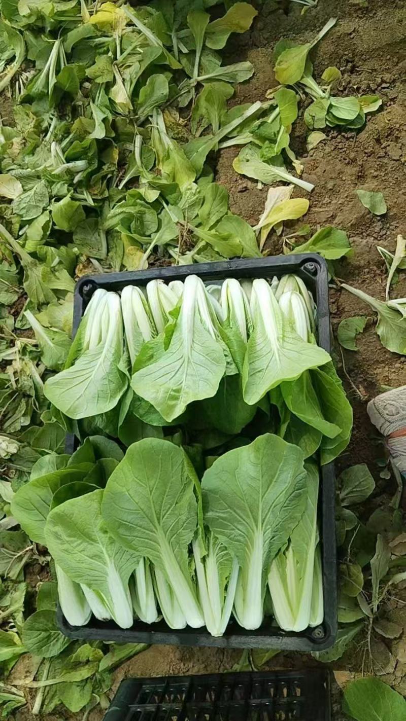 《山东快菜》奶油快菜/曹县快菜/产地货源/全国整车批发