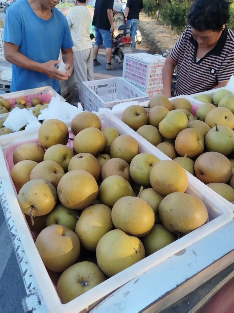 圆黄梨砀山产区直发保质保量供货对接全国