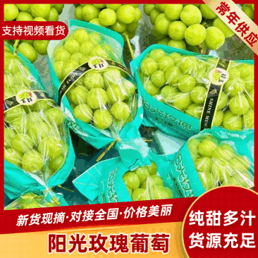 夏邑精品阳光玫瑰鲜货葡萄大量供量大从优欢迎联系