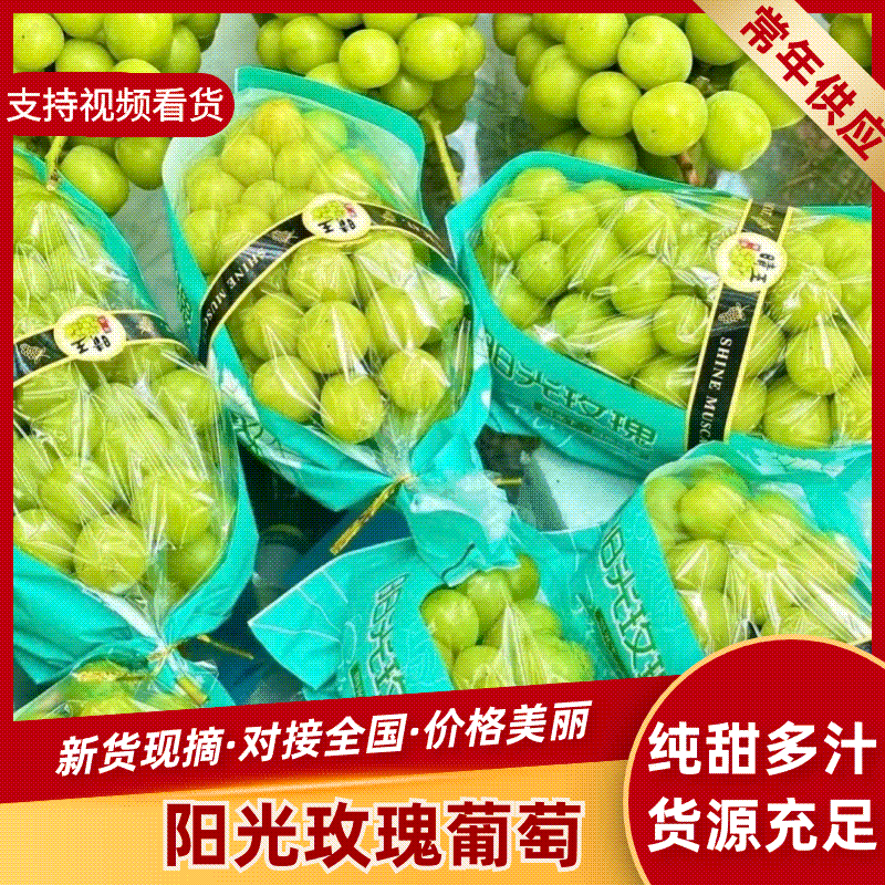 夏邑精品阳光玫瑰鲜货葡萄大量供量大从优欢迎联系