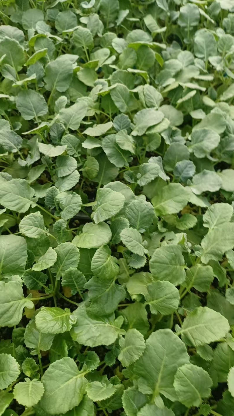西兰花苗蔬菜苗花菜苗易成活价格实惠规格品种齐全