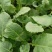 西兰花苗蔬菜苗花菜苗易成活价格实惠规格品种齐全