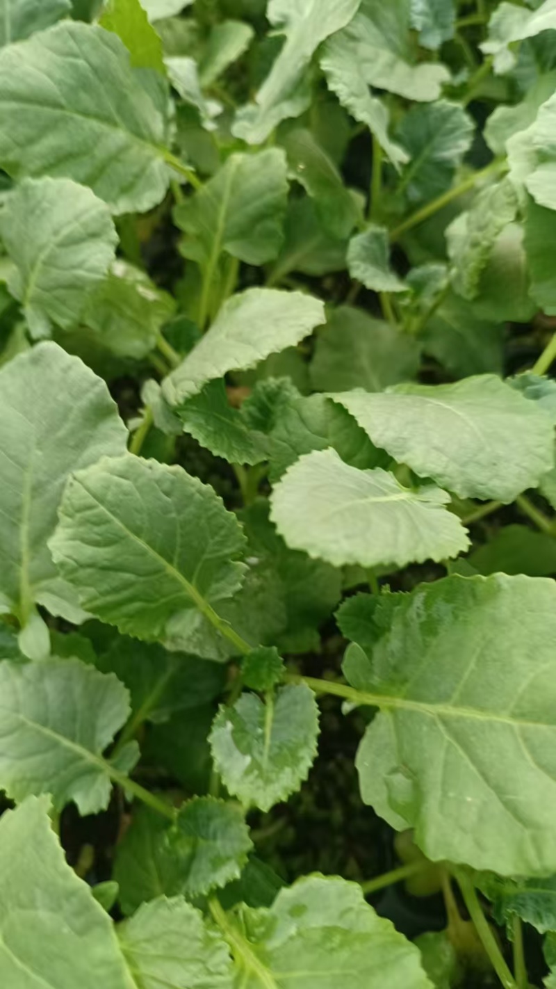 西兰花苗蔬菜苗花菜苗易成活价格实惠规格品种齐全