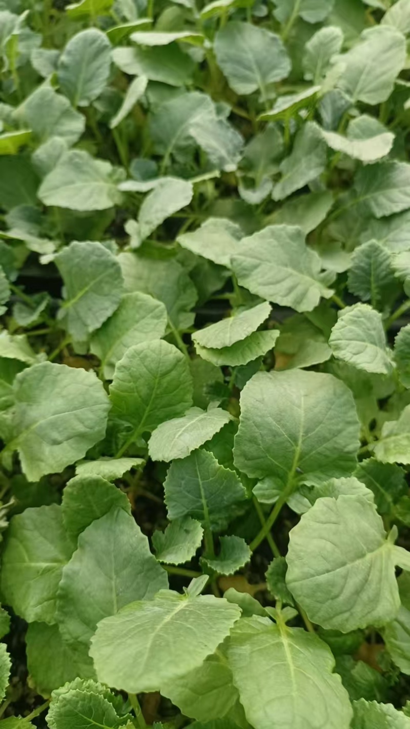 西兰花苗蔬菜苗花菜苗易成活价格实惠规格品种齐全
