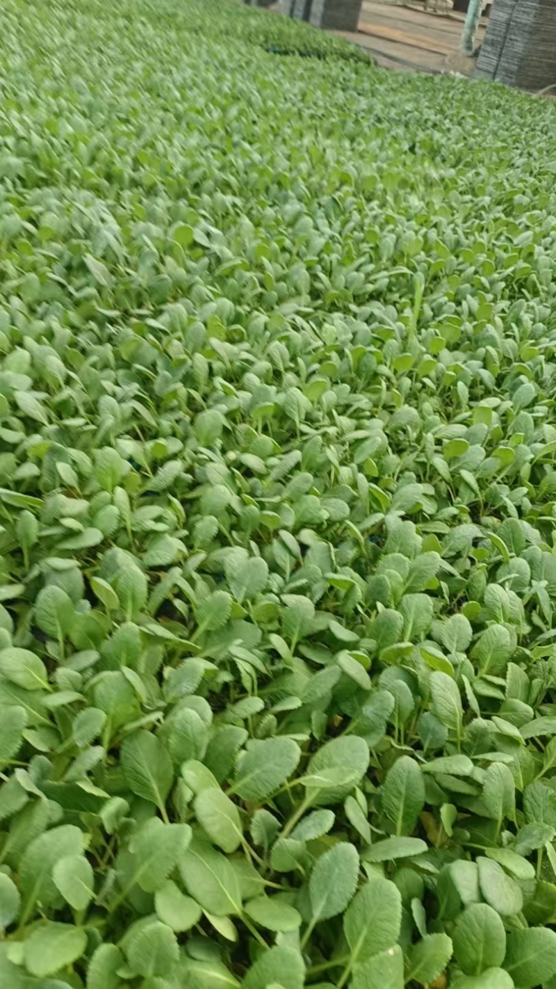 有机花菜苗菜花苗蔬菜苗基地直发抗病害易成活常年有货