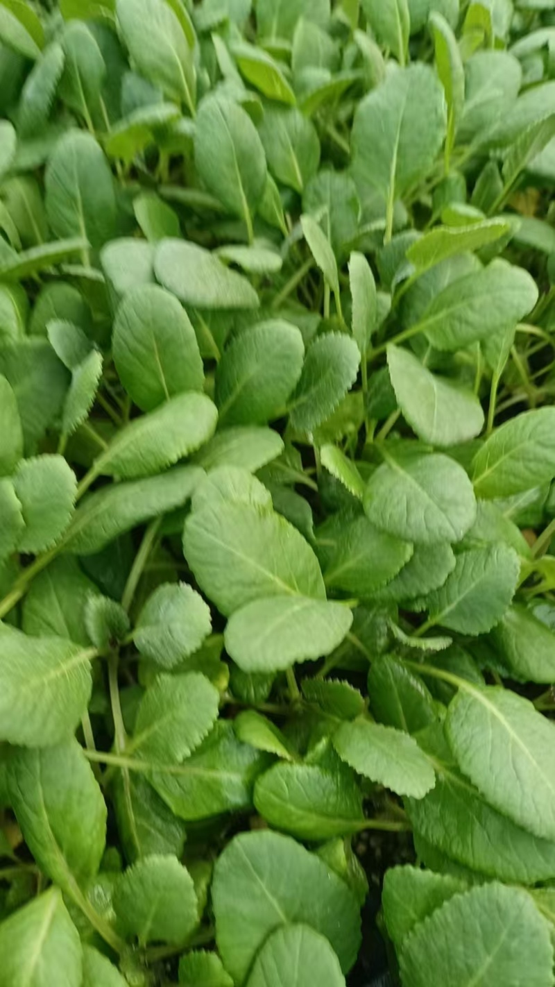 有机花菜苗菜花苗蔬菜苗基地直发抗病害易成活常年有货