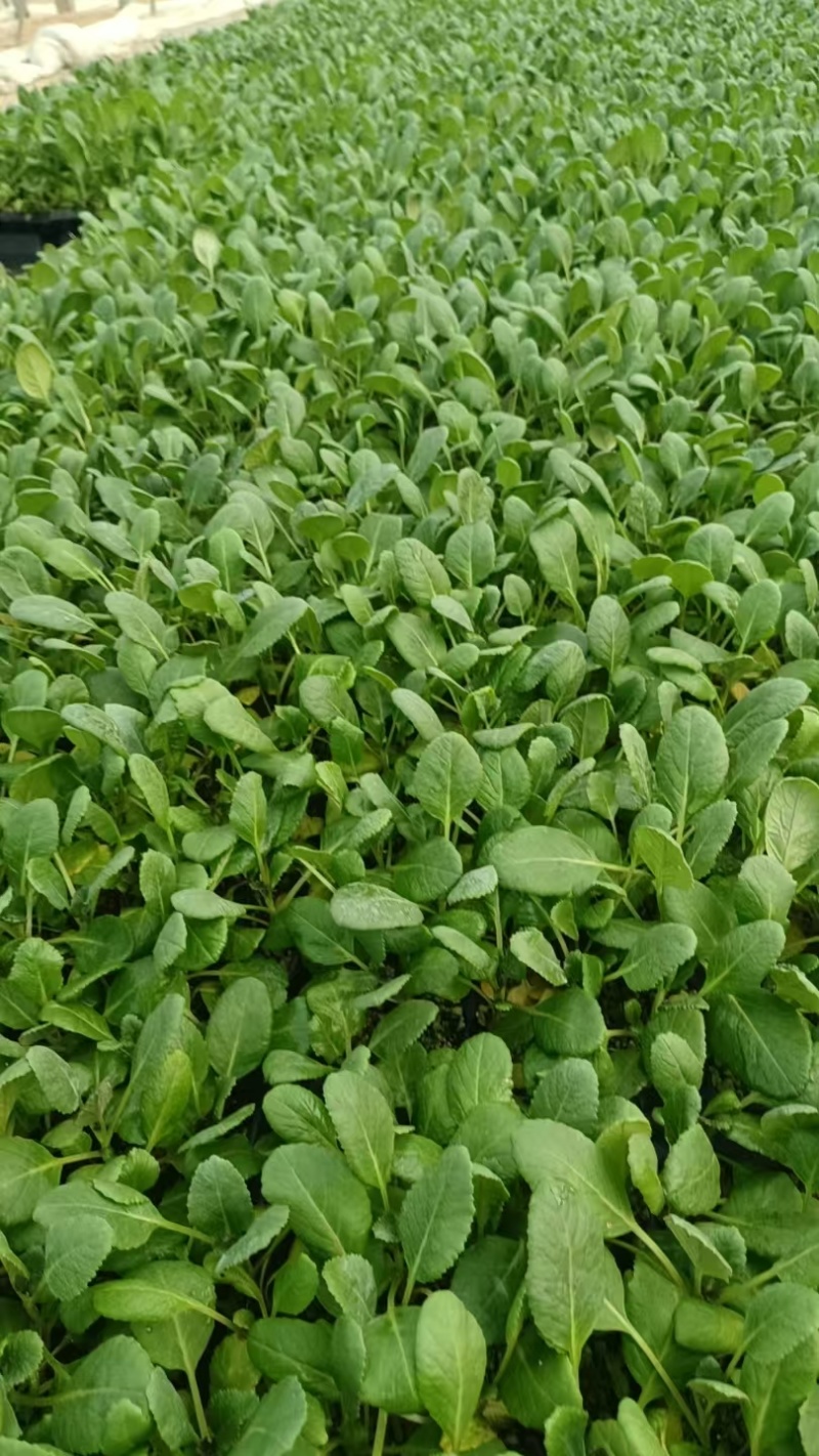 有机花菜苗菜花苗蔬菜苗基地直发抗病害易成活常年有货