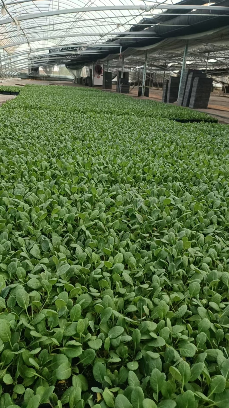 有机花菜苗菜花苗蔬菜苗基地直发抗病害易成活常年有货