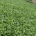 有机花菜苗菜花苗蔬菜苗基地直发抗病害易成活常年有货