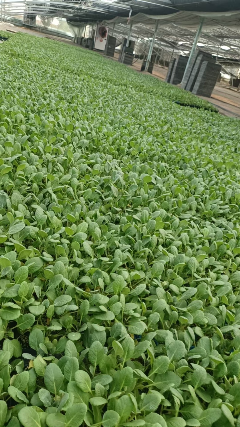 有机花菜苗菜花苗蔬菜苗基地直发抗病害易成活常年有货
