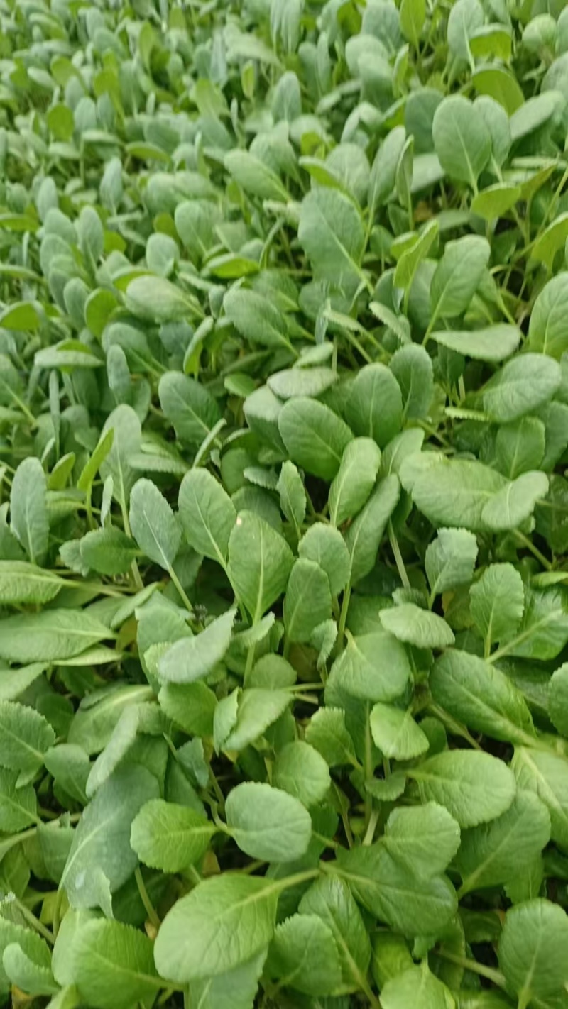 有机花菜苗菜花苗蔬菜苗基地直发抗病害易成活常年有货
