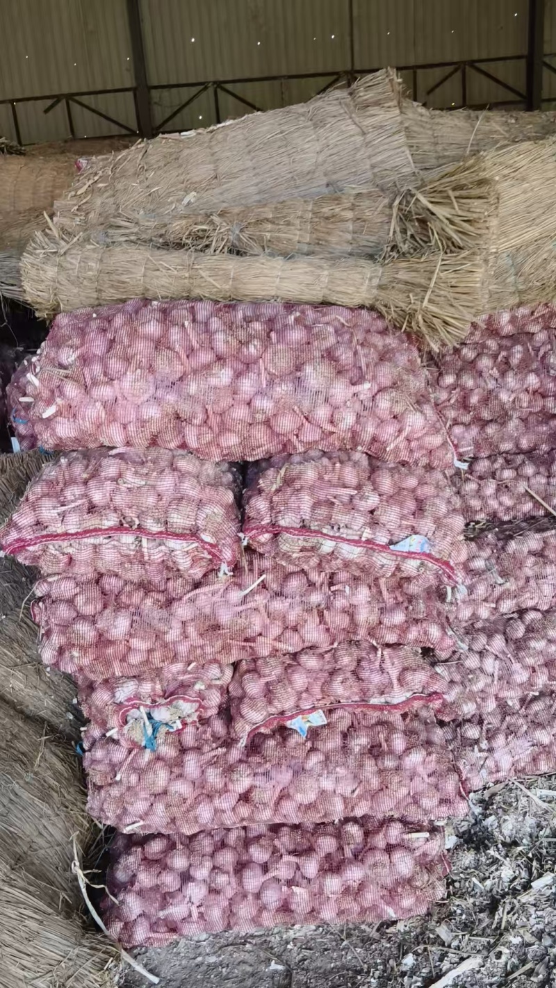 紫皮蒜大蒜基地直销量大质优价格优惠欢迎各大老板采购