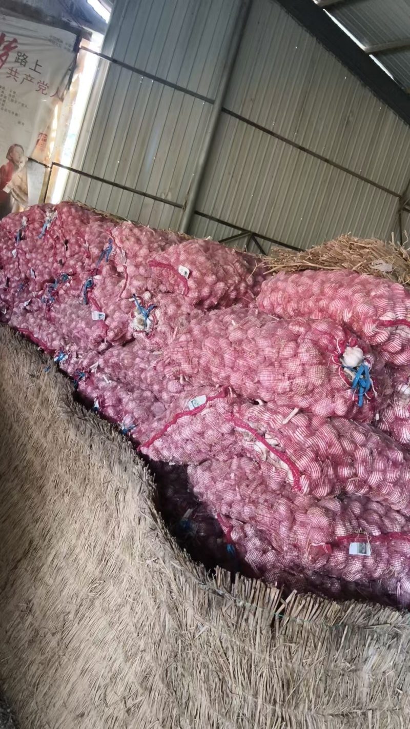 紫皮蒜大蒜基地直销量大质优价格优惠欢迎各大老板采购