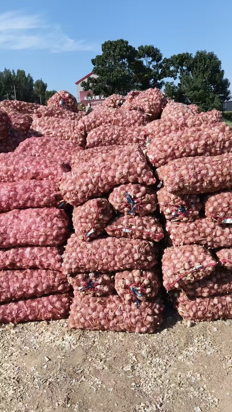 紫皮蒜大蒜基地直销量大质优价格优惠欢迎各大老板采购
