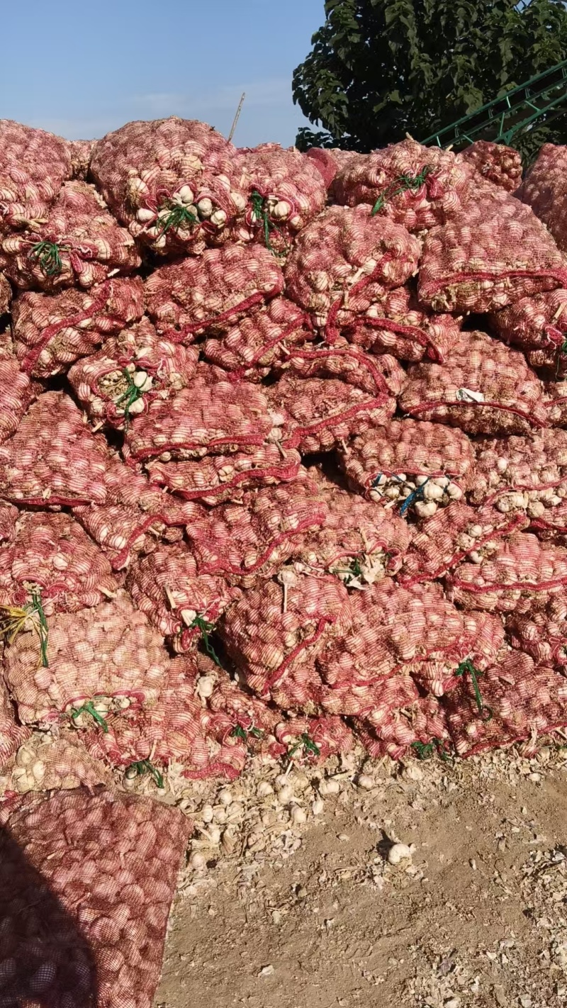 【大蒜】紫皮蒜基地直销量大质优价格优惠支持视频看货