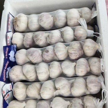 河北大名产区大蒜紫皮蒜量大质优价格优惠欢迎咨询采购