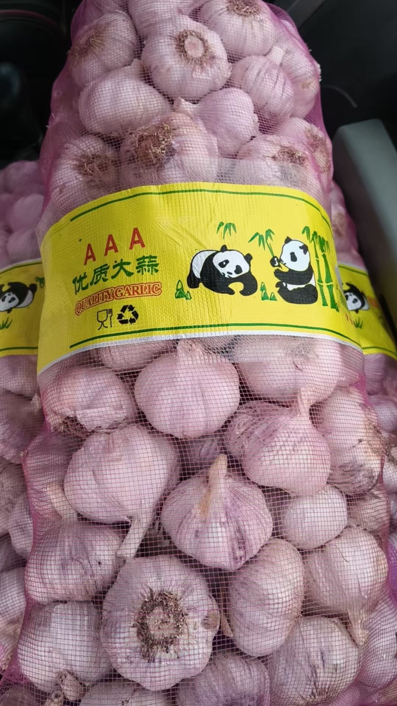 河北大名产区大蒜紫皮蒜量大质优价格优惠欢迎咨询采购