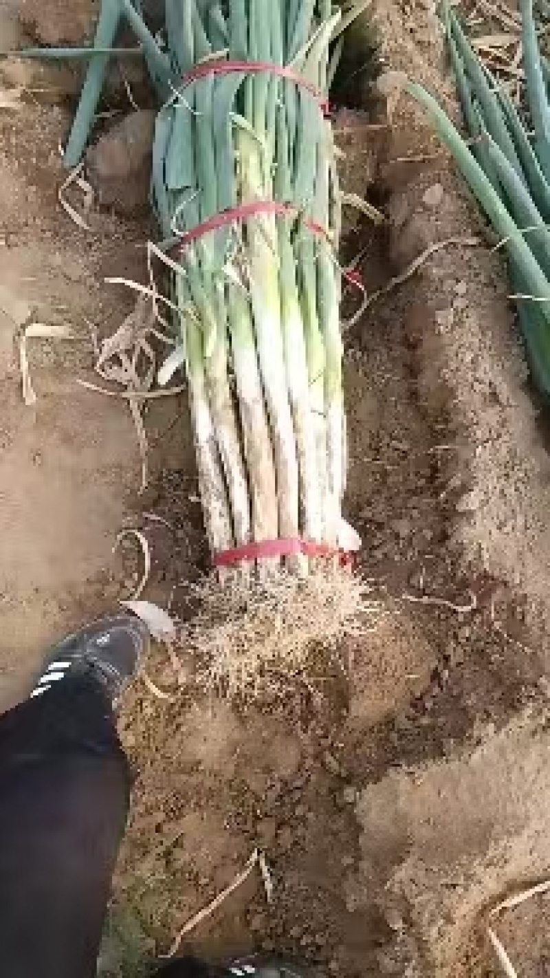 长白大葱