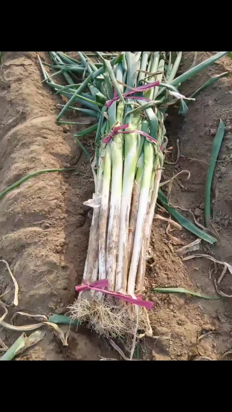 长白大葱