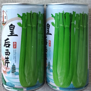 皇后西芹种子优质脆嫩芹菜种籽翠绿色长势快抗病高产耐热耐寒