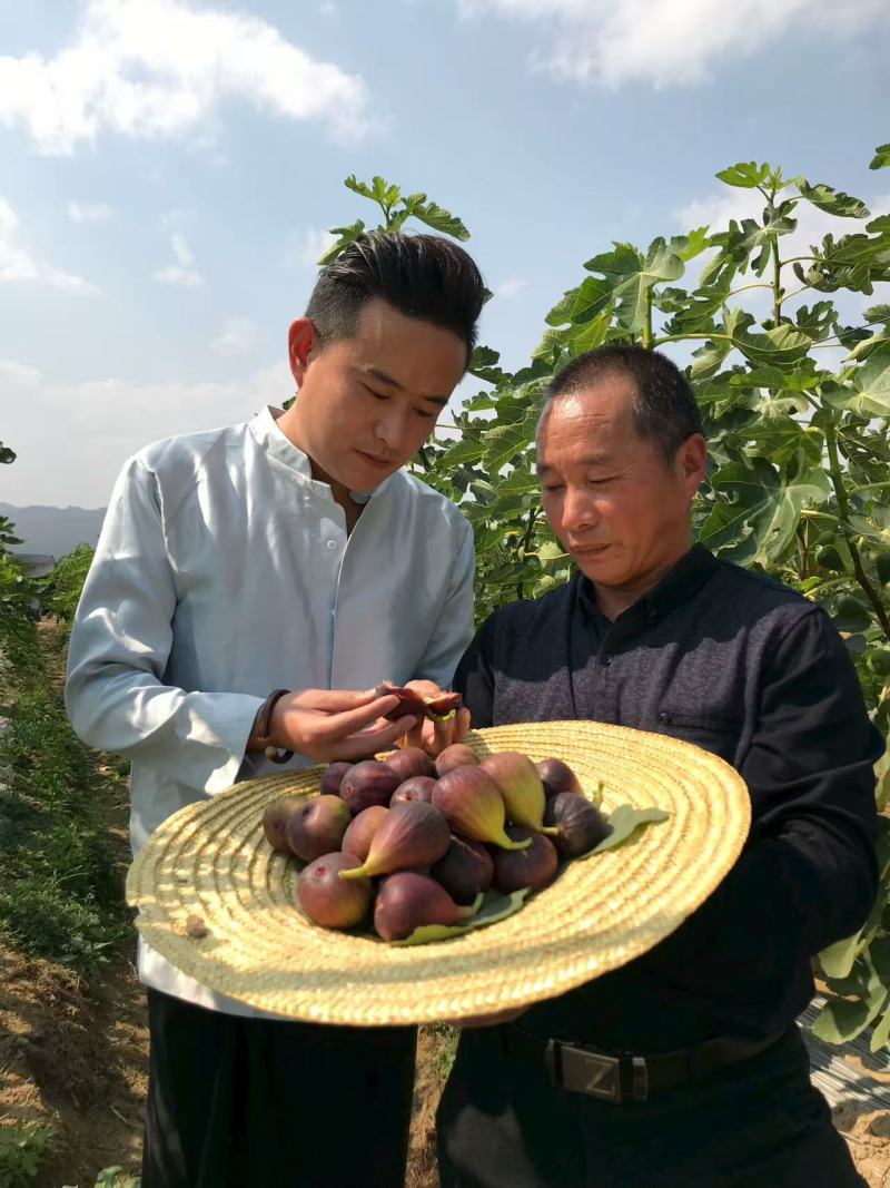 无花果，现货现发，源头基地，现摘现货，基地直发价格实惠