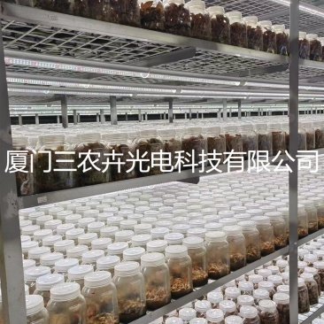 90cm-金线莲组培灯