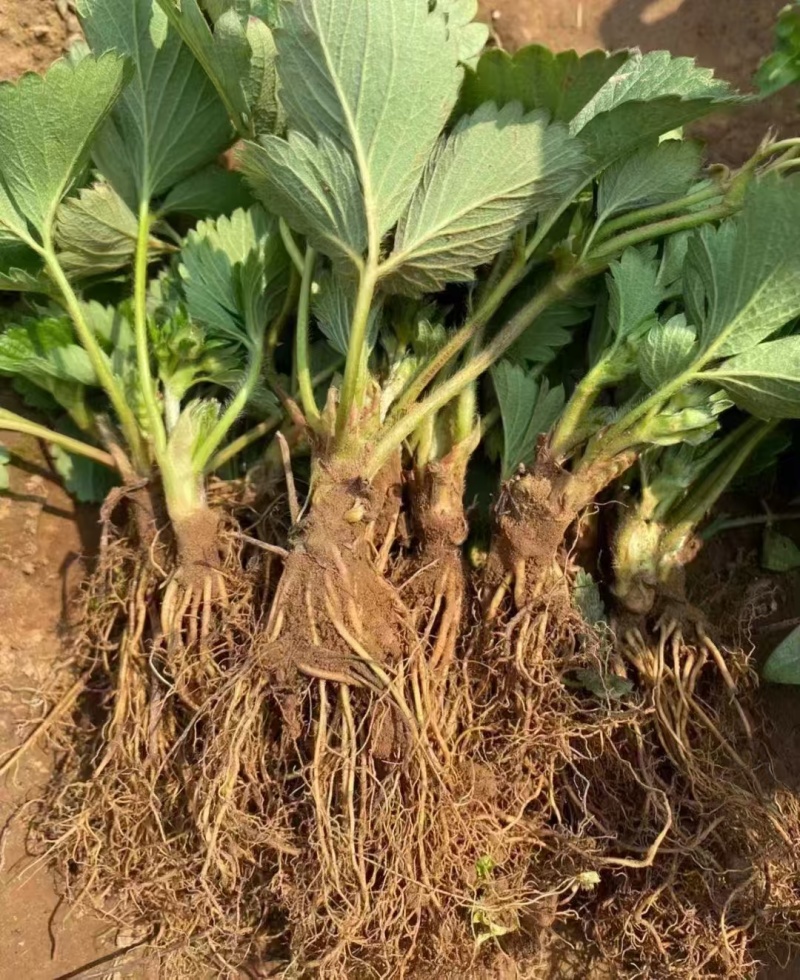 山东红颜草莓苗新鲜上市成活率高价格美丽质量好走货快热卖中