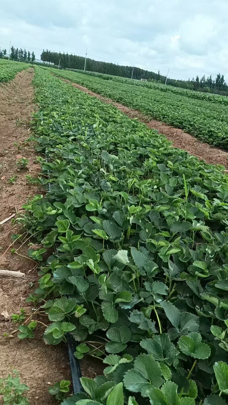 山东红颜草莓苗新鲜上市成活率高价格美丽质量好走货快热卖中